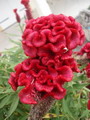 Celosia Cristata